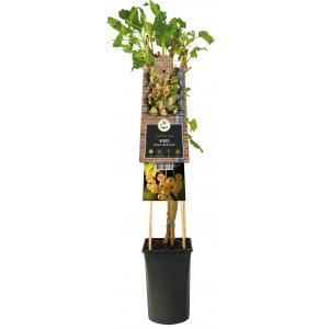 Kiwi Zelfbestuivend Actinidia Deliciosa Jenny 120 cm klimplant