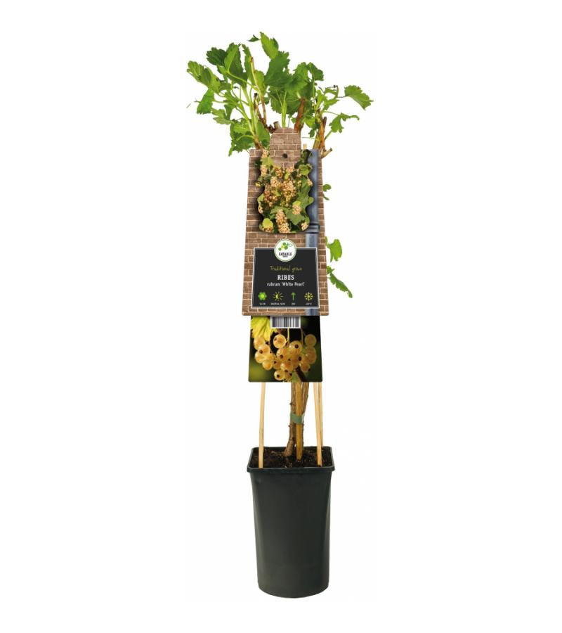Kiwi Zelfbestuivend Actinidia Deliciosa Jenny 120 cm klimplant