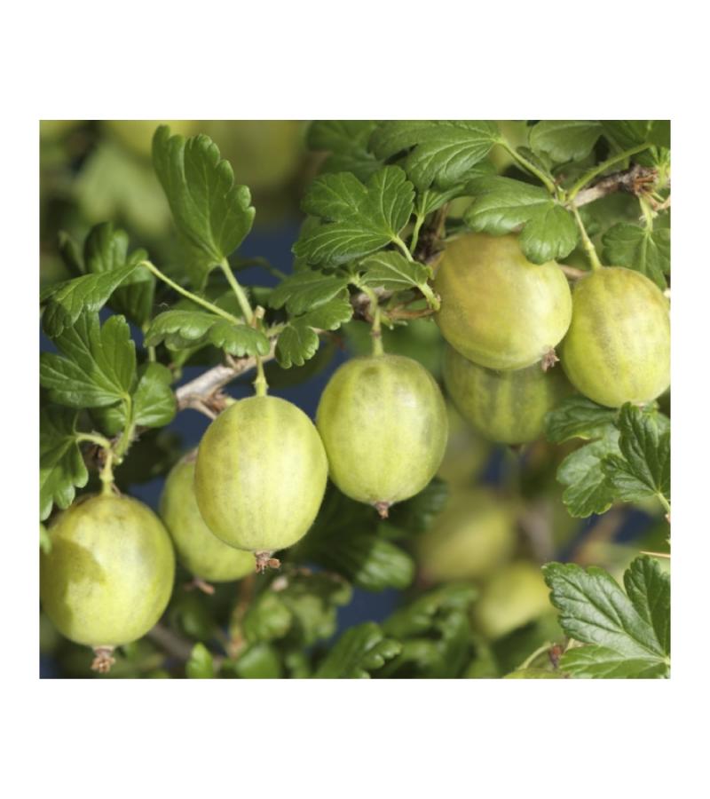 Kruisbes Ribes Uva Crispa Invicta 75 cm klimplant
