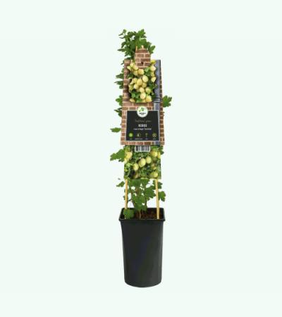 Kruisbes Ribes Uva Crispa Invicta 75 cm klimplant