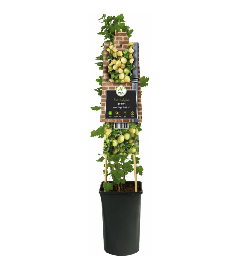 Kruisbes Ribes Uva Crispa Invicta 75 cm klimplant