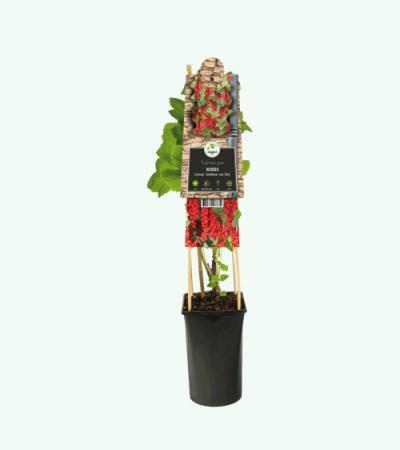 Rode Bes Ribes Rubrum Jonkheer van Tets M 75 cm klimplant