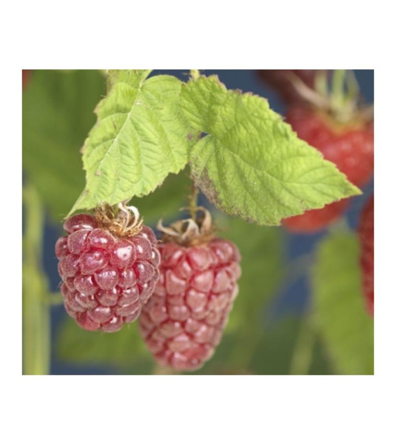 Taybes Rubus Tayberry M 75 cm klimplant