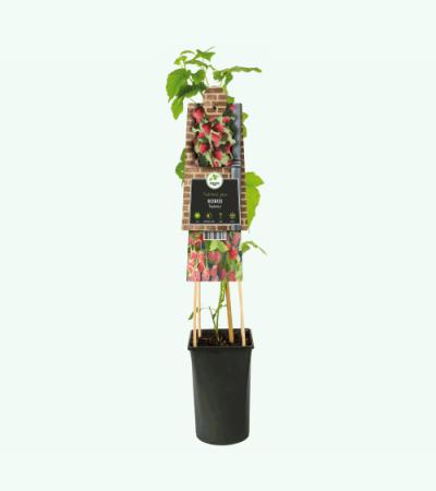 Taybes Rubus Tayberry M 75 cm klimplant
