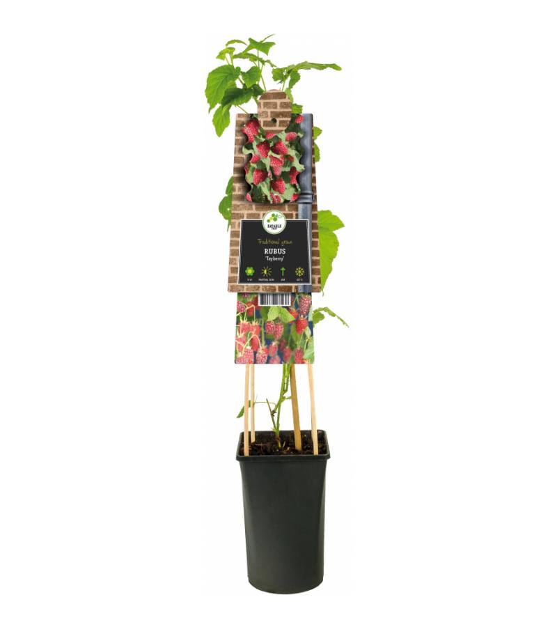 Taybes Rubus Tayberry M 75 cm klimplant