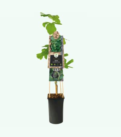 Vijg Ficus Carica Brown Turkey M 75 cm klimplant