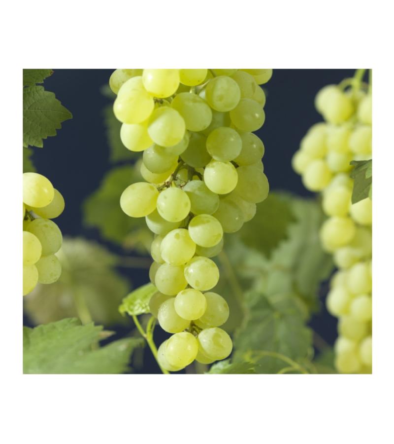 Witte Druif Pitloos Vitis Himrod 75 cm klimplant