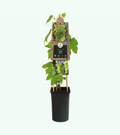 Witte Druif Pitloos Vitis Himrod 75 cm klimplant