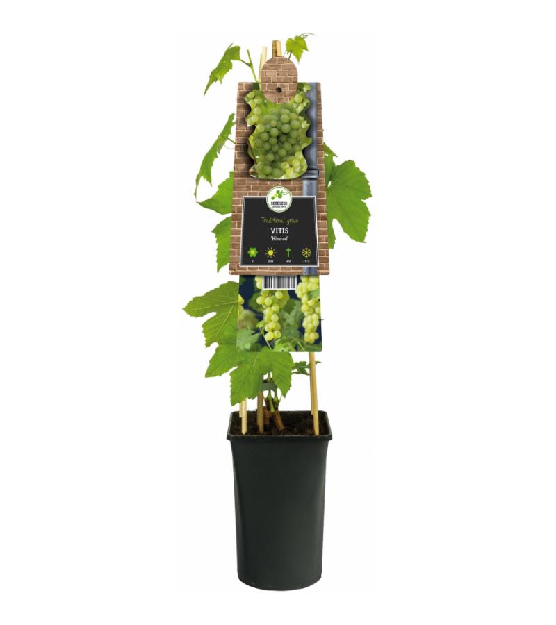 Witte Druif Pitloos Vitis Himrod 75 cm klimplant