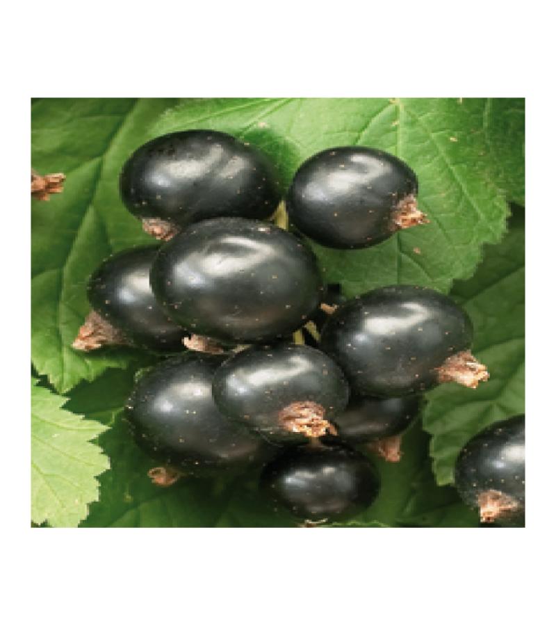 Witte Druif Vitis Supaga 75 cm klimplant