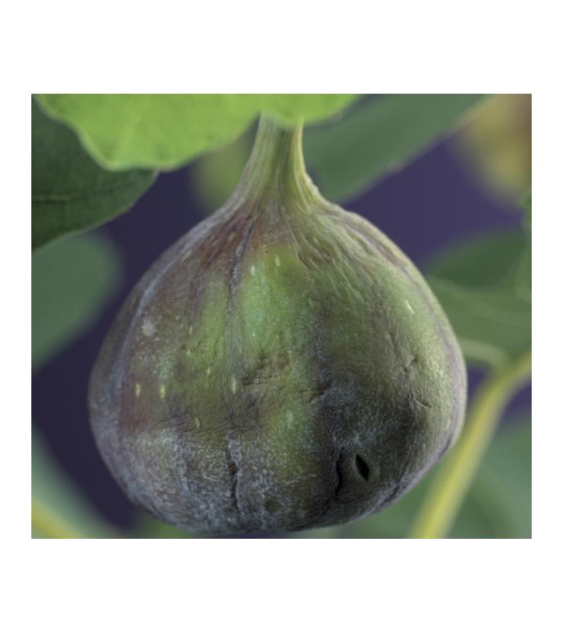 Zwarte Bes Ribes Nidigrolaria Josta 75 cm klimplant