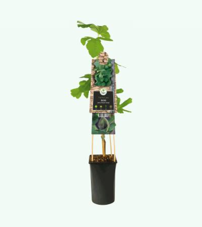 Zwarte Bes Ribes Nidigrolaria Josta 75 cm klimplant