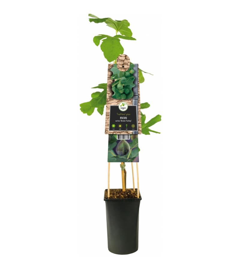 Zwarte Bes Ribes Nidigrolaria Josta 75 cm klimplant