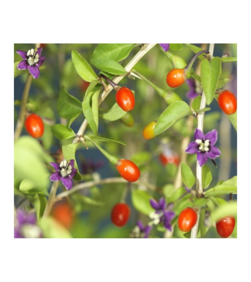 Zwarte Bes Ribes Nigrum Ben Nevis 75 cm klimplant