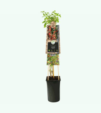 Zwarte Bes Ribes Nigrum Ben Nevis 75 cm klimplant