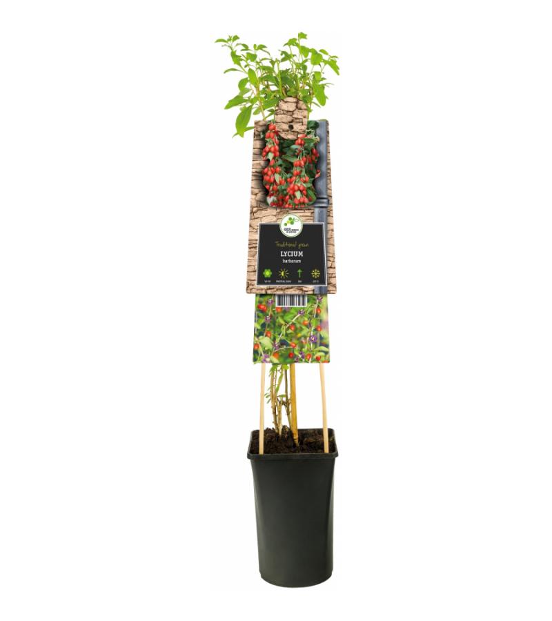 Zwarte Bes Ribes Nigrum Ben Nevis 75 cm klimplant