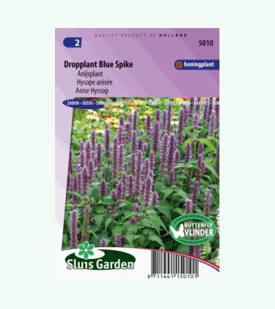 Anijsplant bloemzaden - Dropplant Blue Spike