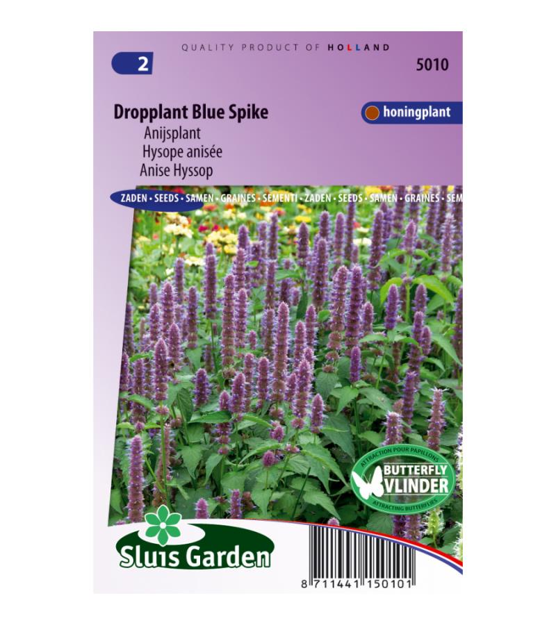 Anijsplant bloemzaden - Dropplant Blue Spike