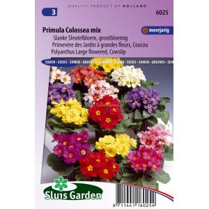 Grootbloemige slanke sleutelbloem bloemzaden – Primula colossea mix