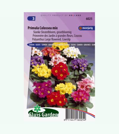 Grootbloemige slanke sleutelbloem bloemzaden – Primula colossea mix