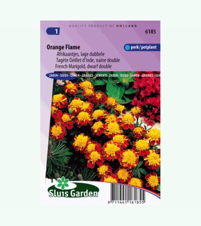 Lage dubbele Afrikaantjes bloemzaden – Orange Flame
