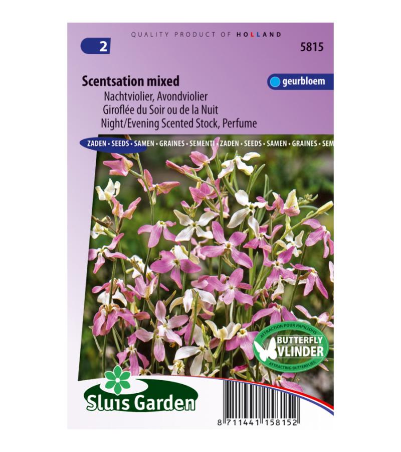 Nachtviolier bloemzaden – Scentsation mixed