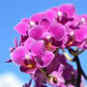 De prachtige orchidee