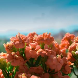 Wat zijn de beplantingstips voor juli?