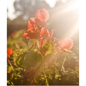 Wat zijn de algemene tuintips voor maart?